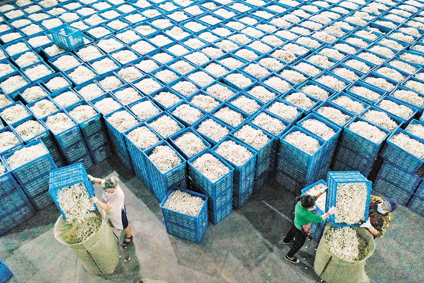 6月23日，黔江区双河丝绸厂，工人将从农户手中收购来的春蚕茧入库。杨敏 摄