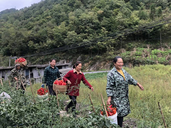 今年大埡村的紅辣椒迎來豐收。受訪者供圖