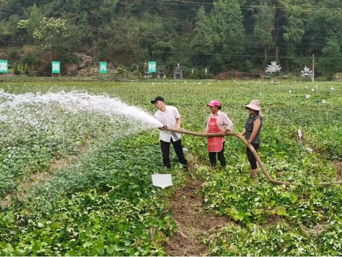 黃培華參與為紅薯基地送水、澆水。重慶對外經貿集團供圖