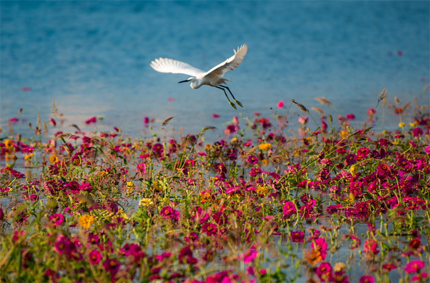 重庆市万州区红沙碛滨水生态公园，白鹭在花丛中觅食。侯本艳摄