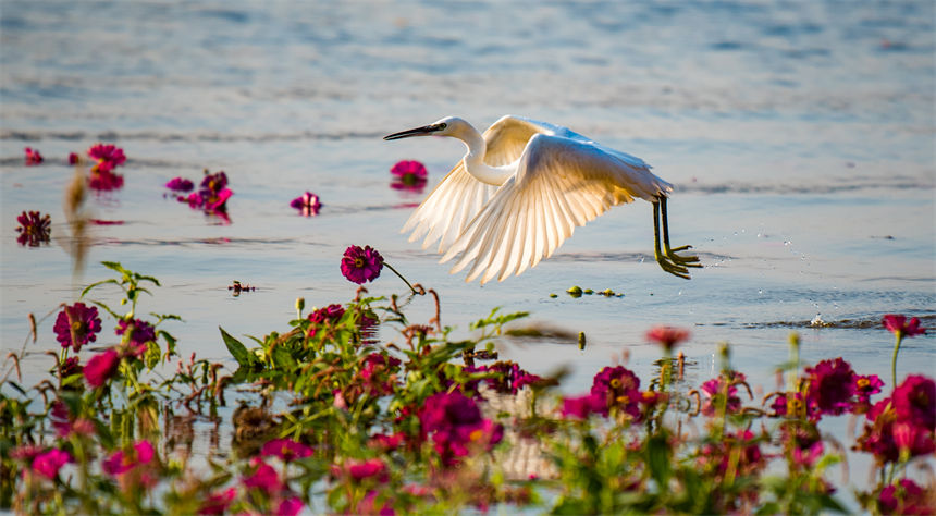 飞舞的白鹭与美丽的长江相映成趣。侯本艳摄