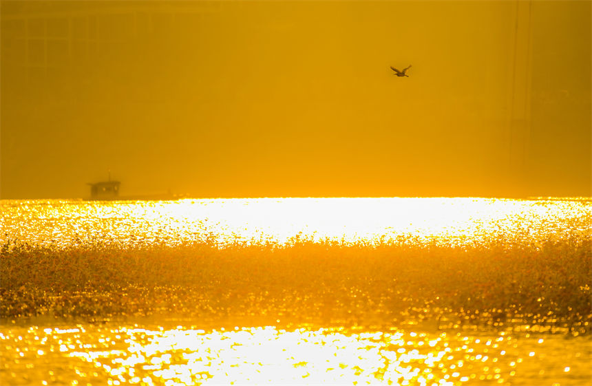 飞舞的白鹭与美丽的长江相映成趣。侯本艳摄