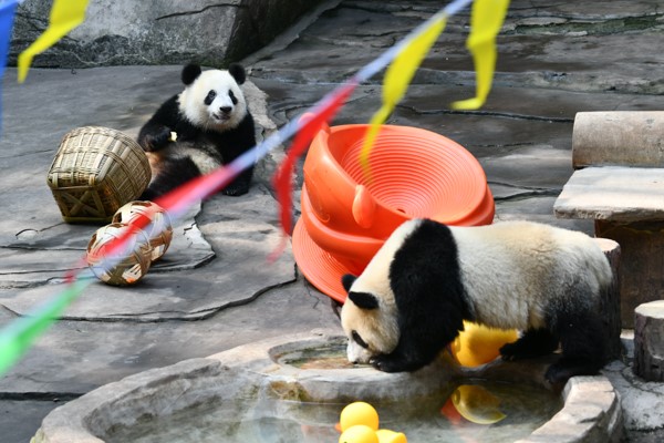 重慶動物園龍鳳胎大熊貓被認養