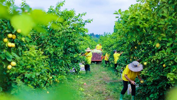 2022中国·重庆潼南国际柠檬节11月8日正式开幕
