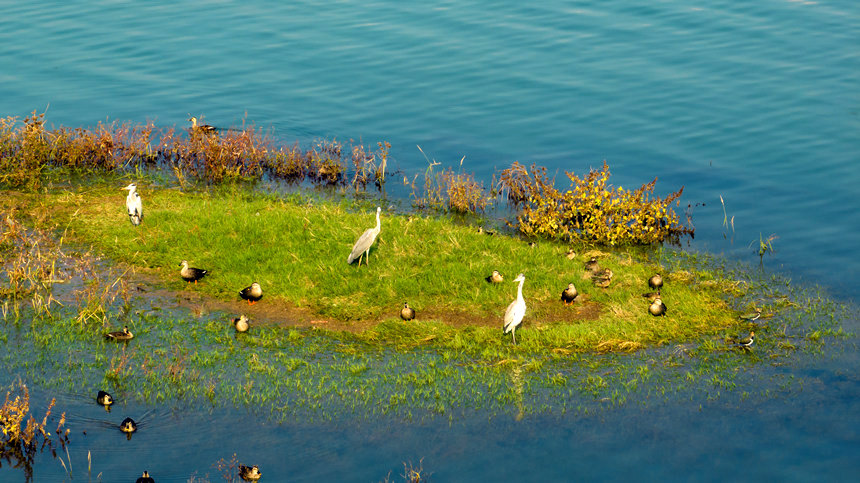 湿地草丛成了众多鸟类的栖息地。刘先华摄