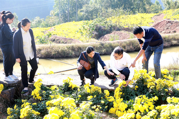 重庆大学附属江津医院调研金丝皇菊种植基地。重庆大学江津附属医院供图