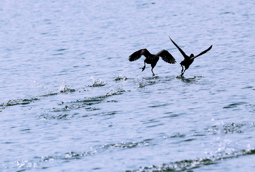 鳥兒們歡快地身影如同在“湖上芭蕾”一般。盧先慶攝