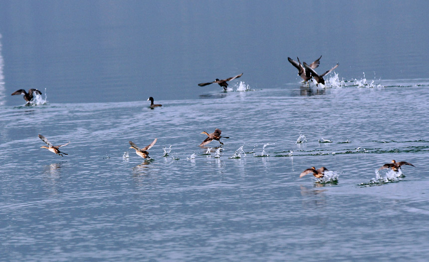 大昌湖良好的生態環境成為候鳥遷徙途中的“加油站”。盧先慶攝