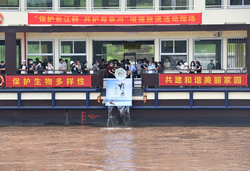 “保护长江鲟、共护母亲河”系列宣传活动现场放流了长江上游珍稀特有鱼类长江鲟、胭脂鱼、岩原鲤三种鱼苗。记者 谢智强 摄/视觉重庆