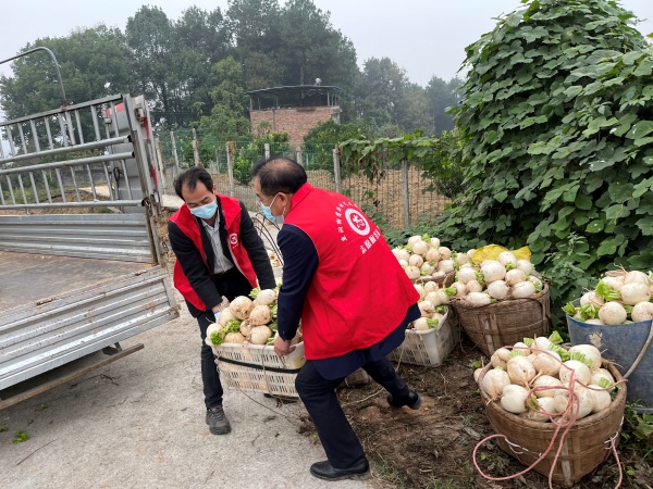 巴南区供销社志愿者服务队帮助农户收萝卜。巴南区供销社供图