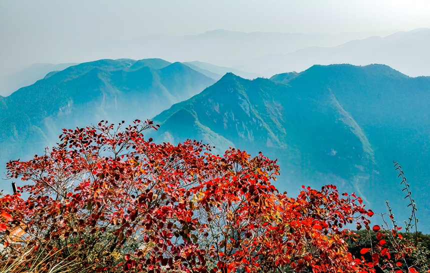 巫峡神女景区的红叶景观。马正伦摄