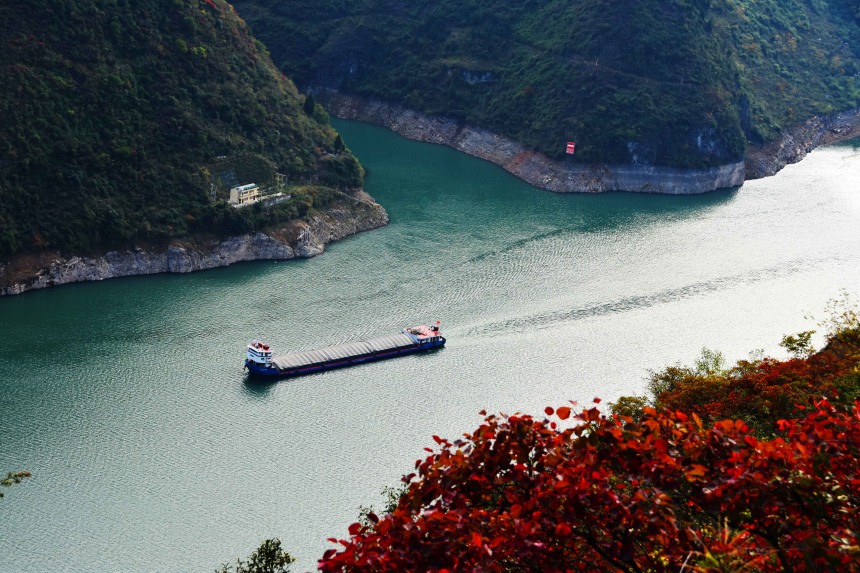 船只航行在红叶映衬下的长江巫峡水域。王忠虎摄