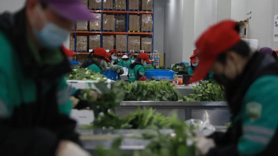 果蔬倉內工人正在對蔬菜進行分選加工。叮咚買菜供圖