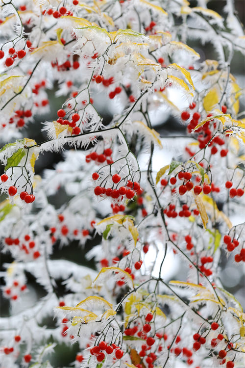 初雪裹紅豆，半是詩情半是冬。楊敏攝