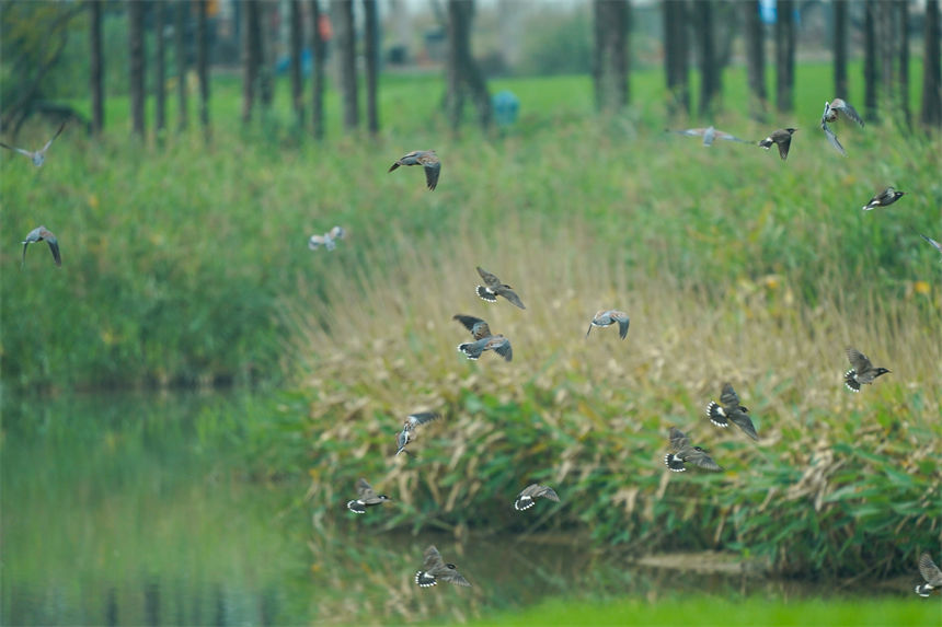 成群的候鸟和湿地美景相互辉映，形成了一道靓丽的风景线。郭旭摄