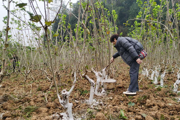 村民刷白桑枝。黔江区委宣传部供图