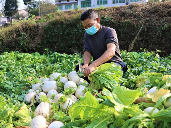 农户收割草蔸萝卜。綦江区融媒体中心供图