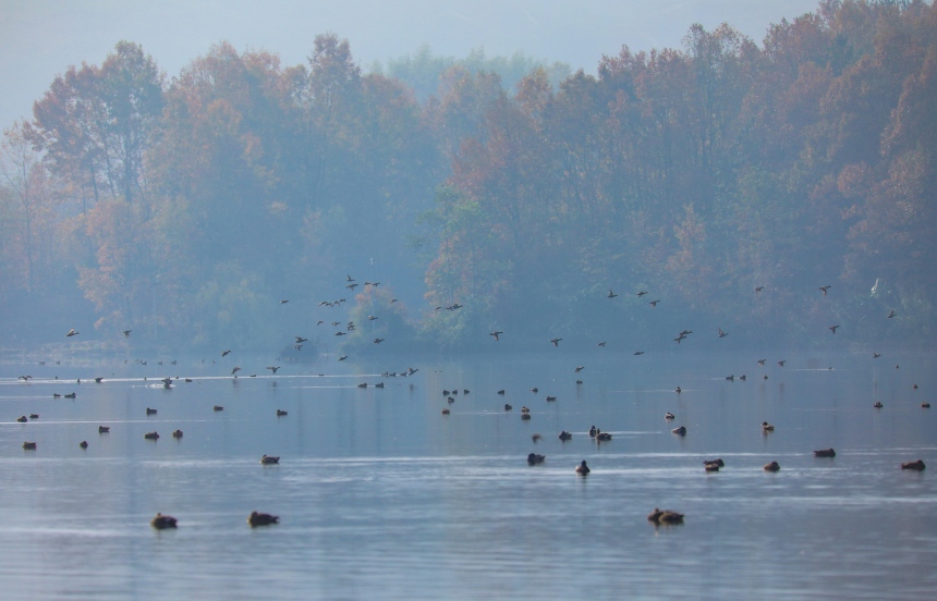 成群结队的候鸟在双桂湖湖面游弋或翱翔。熊伟摄