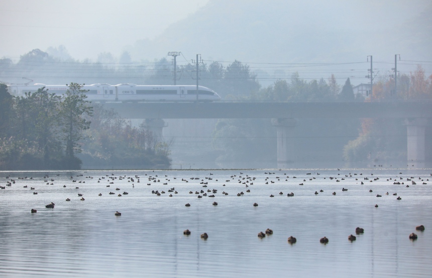 候鸟与驶过的高铁形成一幅和谐的生态美景图。熊伟摄