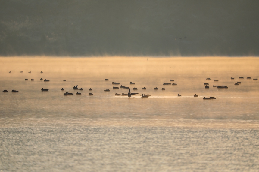 清晨，候鸟在雾蒙蒙的湖面自由自在地游弋。熊伟摄