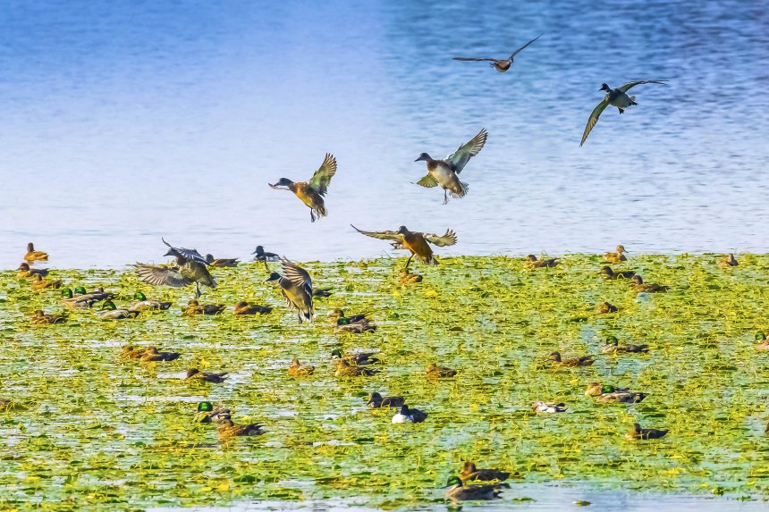 重庆梁平双桂湖国家湿地公园，野鸭在荇菜中觅食。余先怀摄