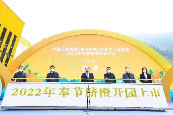 2022年奉节脐橙开园上市。奉节县委宣传部供图