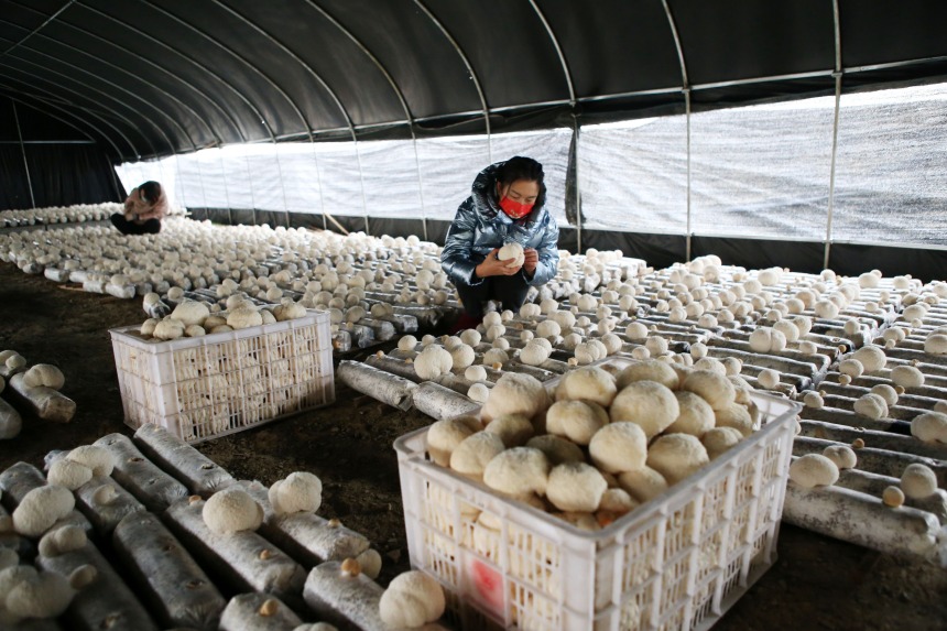 重庆市黔江区石会镇食用菌种植基地，工作人员在采摘全桑枝猴头菇。杨敏摄