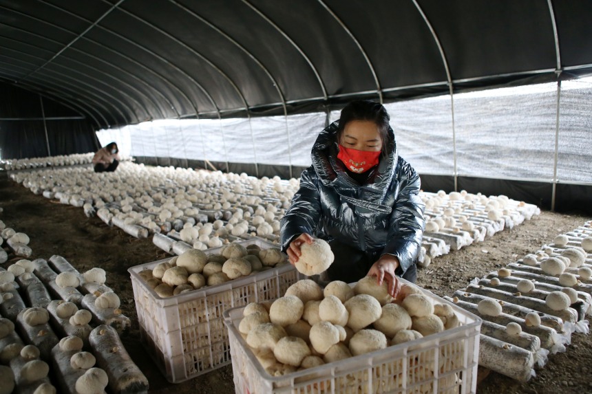 黔江区石会镇食用菌种植基地，工作人员在分拣全桑枝猴头菇。杨敏摄