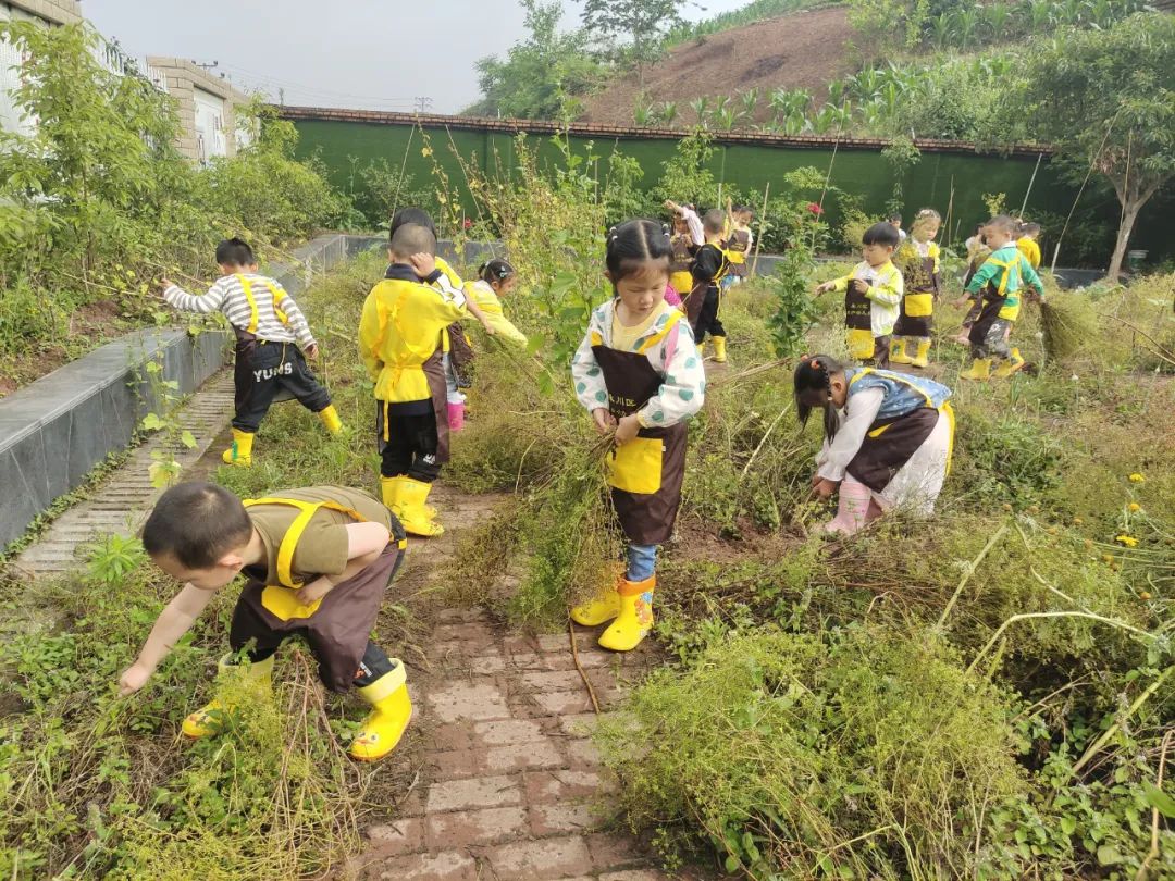 红炉幼儿园开展除草活动（资料图）。永川区教委供图