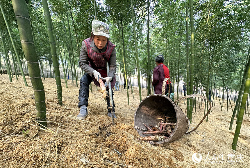 1月9日，村民在雷竹林挖笋。人民网 刘政宁摄