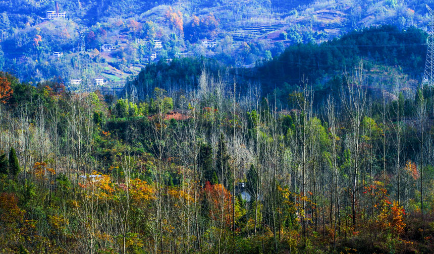 阴条岭国家级自然保护区。重庆市林业局供图