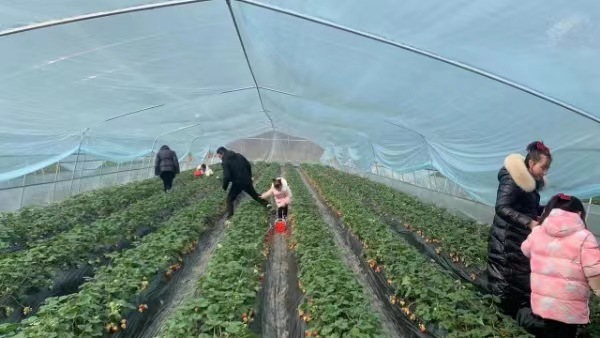 興隆鎮海川草莓基地。渝北區文化旅游委供圖