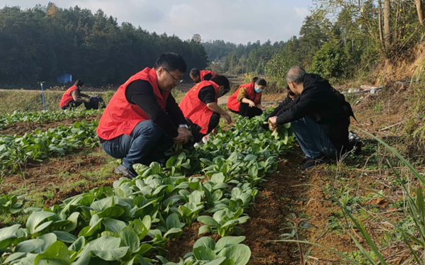 党员农技服务队在兰桥镇红卫社区蔬菜基地授课。白浩南摄