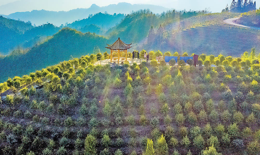 1月30日，南川區德隆鎮茶樹種植基地，5000畝大樹茶吸引了不少市民前來游玩。首席記者 龍帆 攝/視覺重慶