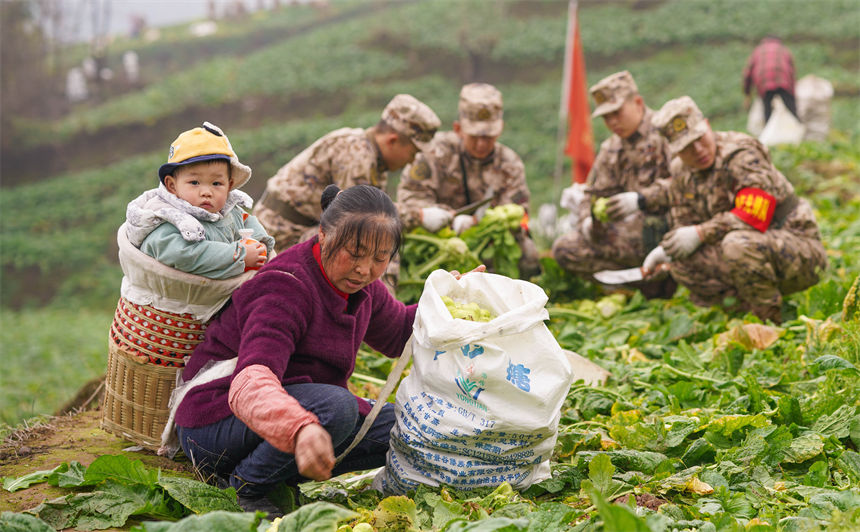 2月9日，在重庆涪陵区百胜镇齐曲村，武警重庆总队执勤第四支队官兵正在帮助村民抢收青菜头。曹伟摄