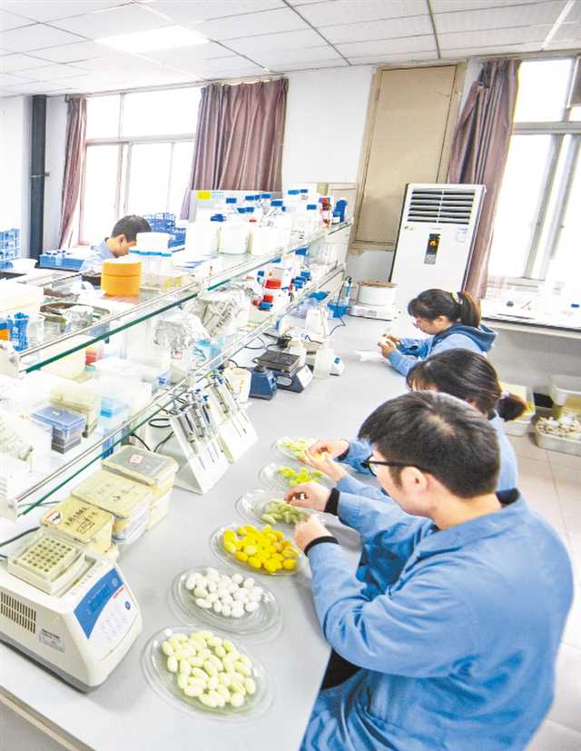 西南大学家蚕研究团队正在实验室做研究。记者 郑宇 摄/视觉重庆