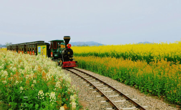 游客乘坐小火车赏花。潼南区委宣传部供图