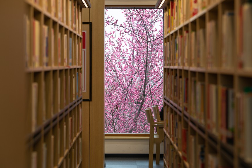 2月16日，重庆江北区图书馆鸿恩寺分馆周边的红梅竞相绽放。邹乐摄