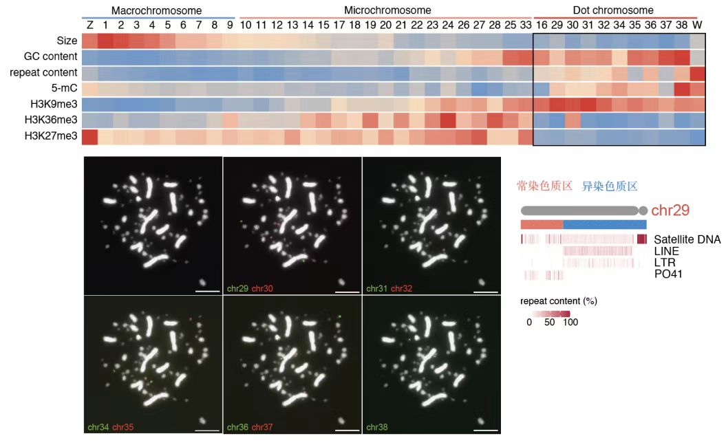 家鸡核型及染色体序列和表现特征。西南大学供图