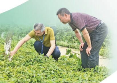 西南大学柑桔研究所研究员周常勇（左）在重庆市大足区指导当地农户优化种植技术。图为重庆市专家服务中心提供