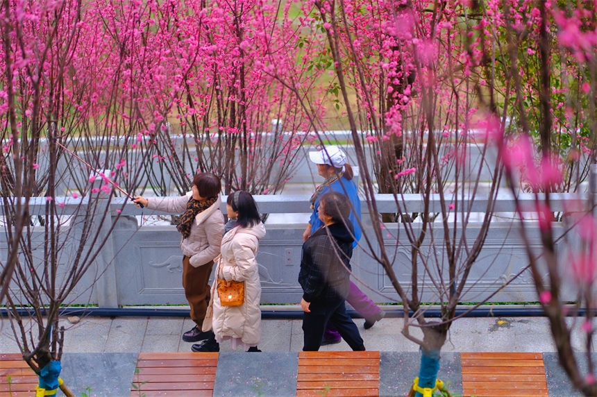 市民漫步红梅盛开的江滩公园，尽情享受春光。郭旭摄