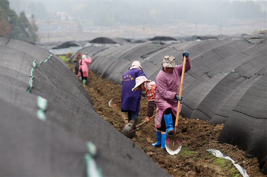 重庆市黔江区马喇镇杉树村村民在羊肚菌种植基地疏浚水沟。杨敏摄