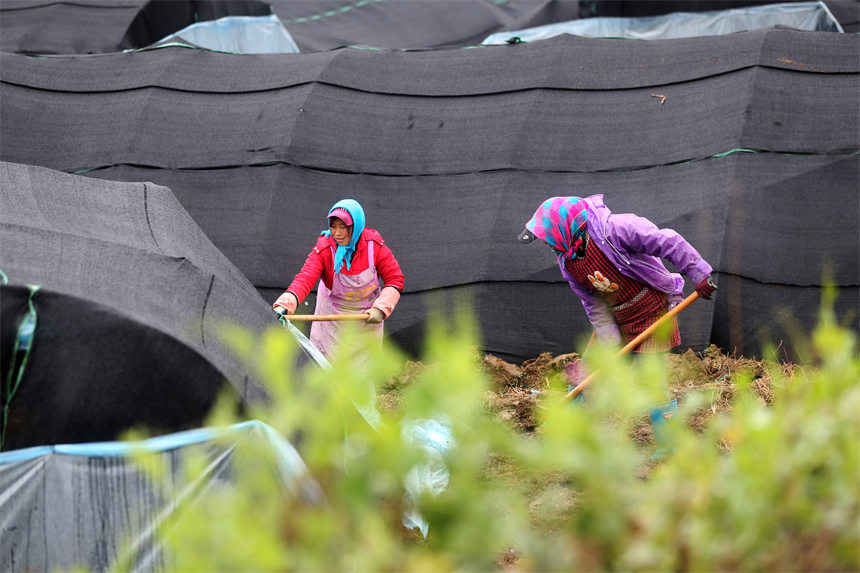 重庆市黔江区马喇镇杉树村村民在羊肚菌种植基地整理大棚。 杨敏摄