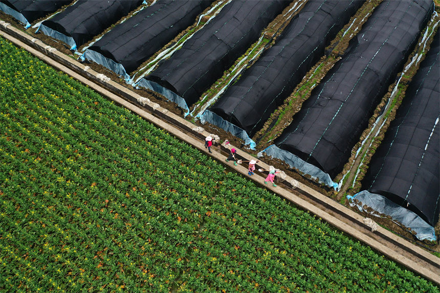 重庆市黔江区马喇镇杉树村村民走在去羊肚菌种植基地劳作的路上。杨敏摄