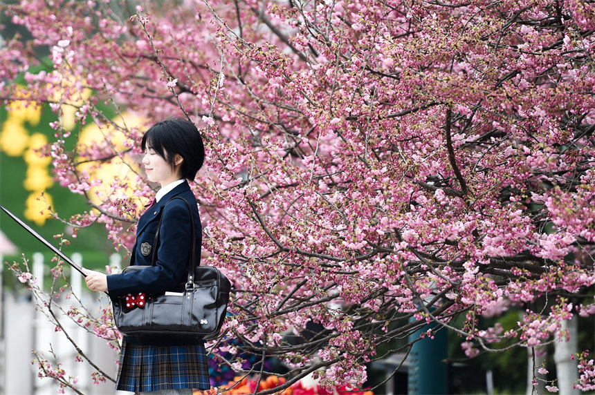 2月24日，南山植物园樱花竞相绽放，吸引不少游客前来赏花游玩。郭旭摄