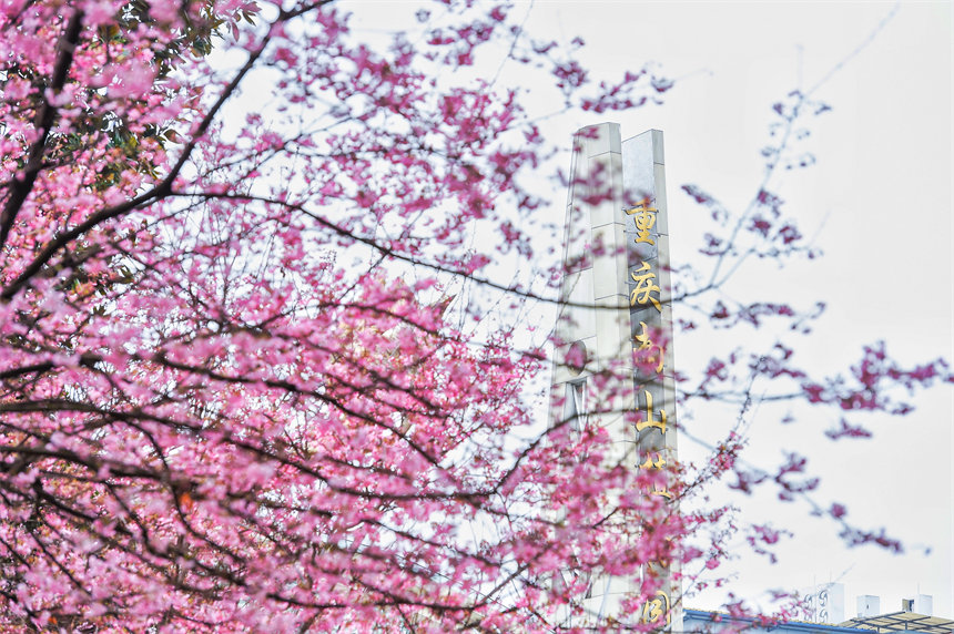 2月24日，南山植物园樱花竞相绽放，送来春天的生机活力。郭旭摄