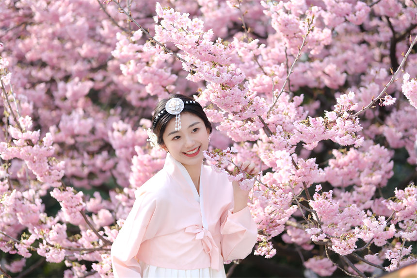 2月24日，南山植物园樱花竞相绽放，吸引不少游客前来赏花游玩。郭旭摄