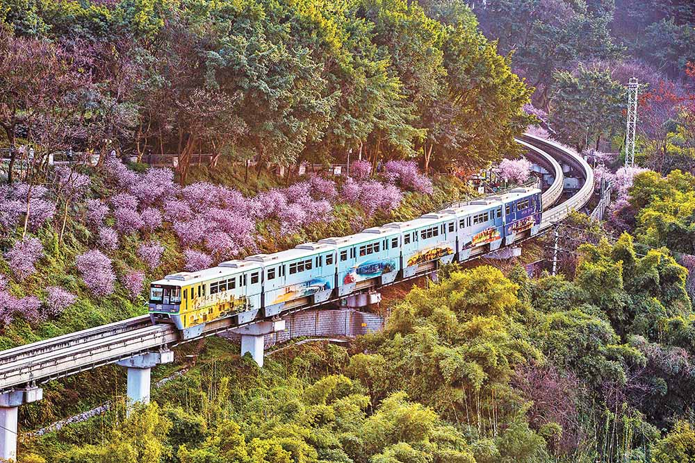渝中區軌道交通2號線佛圖關段，單軌列車穿行在花海中，如開往春天的列車。