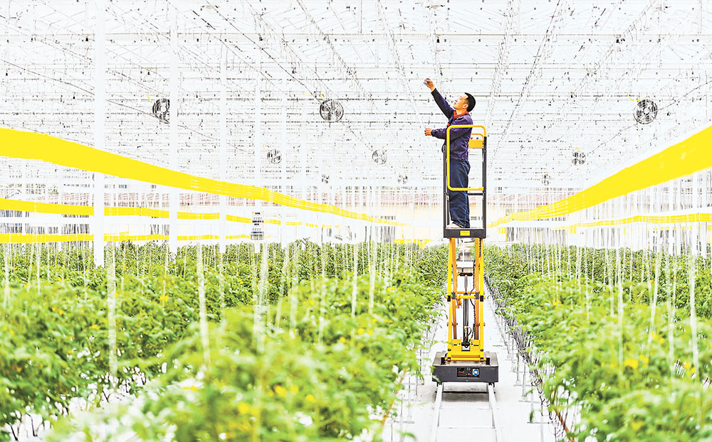 萬州區甘寧鎮同鑫農業園番茄數字工廠，工作人員正在進行日常維護。(資料圖片）記者 齊嵐森 攝/視覺重慶