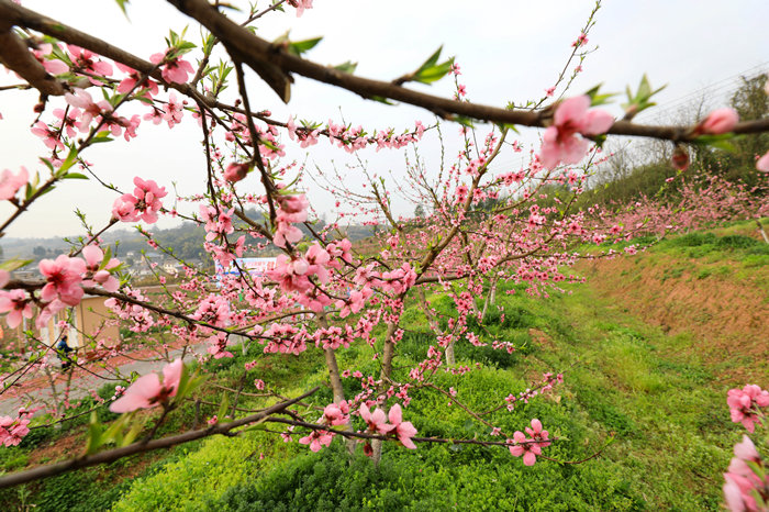 往年金凤桃乡桃花进入最佳观赏期的场景。大湾镇供图